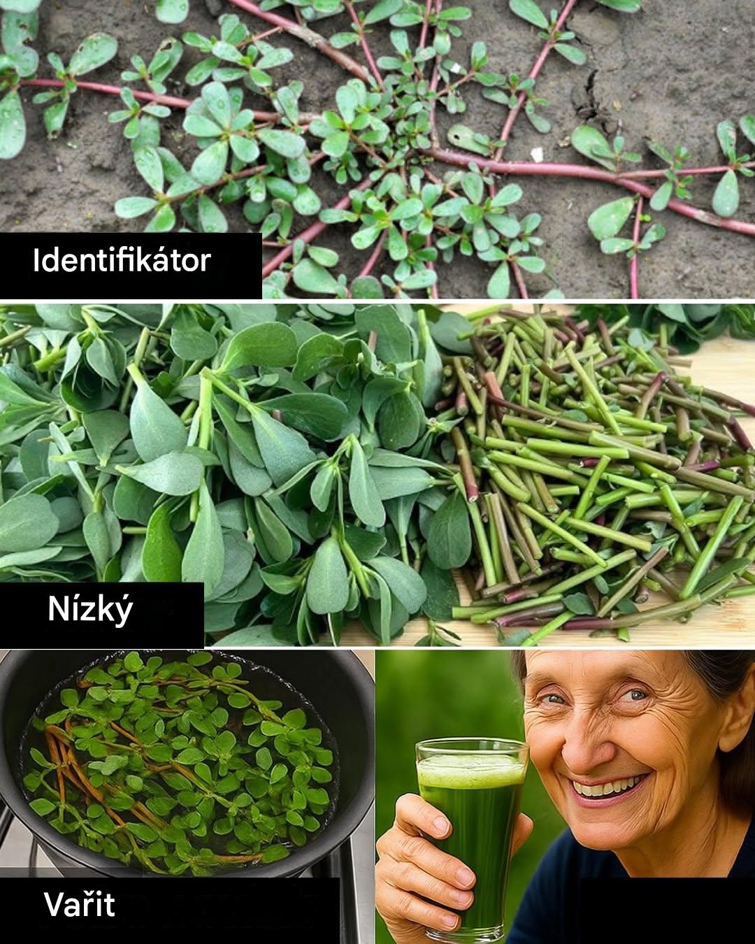 Šrucha: 8 málo známých výhod divoké rostliny, kterou si můžete zasadit do zahrady