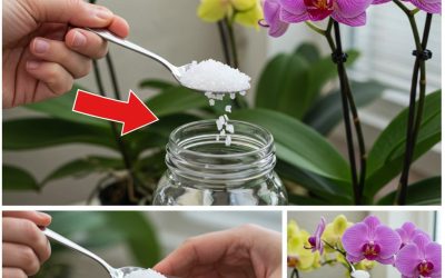 Sbohem uschlým listům, přidejte nějaké své orchidejím: ožije