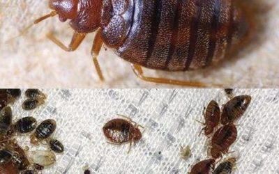 Zbavte se nežádoucích škůdců ve svém domě rychle: spolehlivé tipy