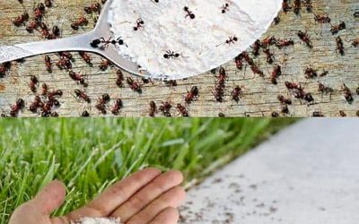 Zbavte se mravenců bez chemikálií: skvělý domácí prostředek