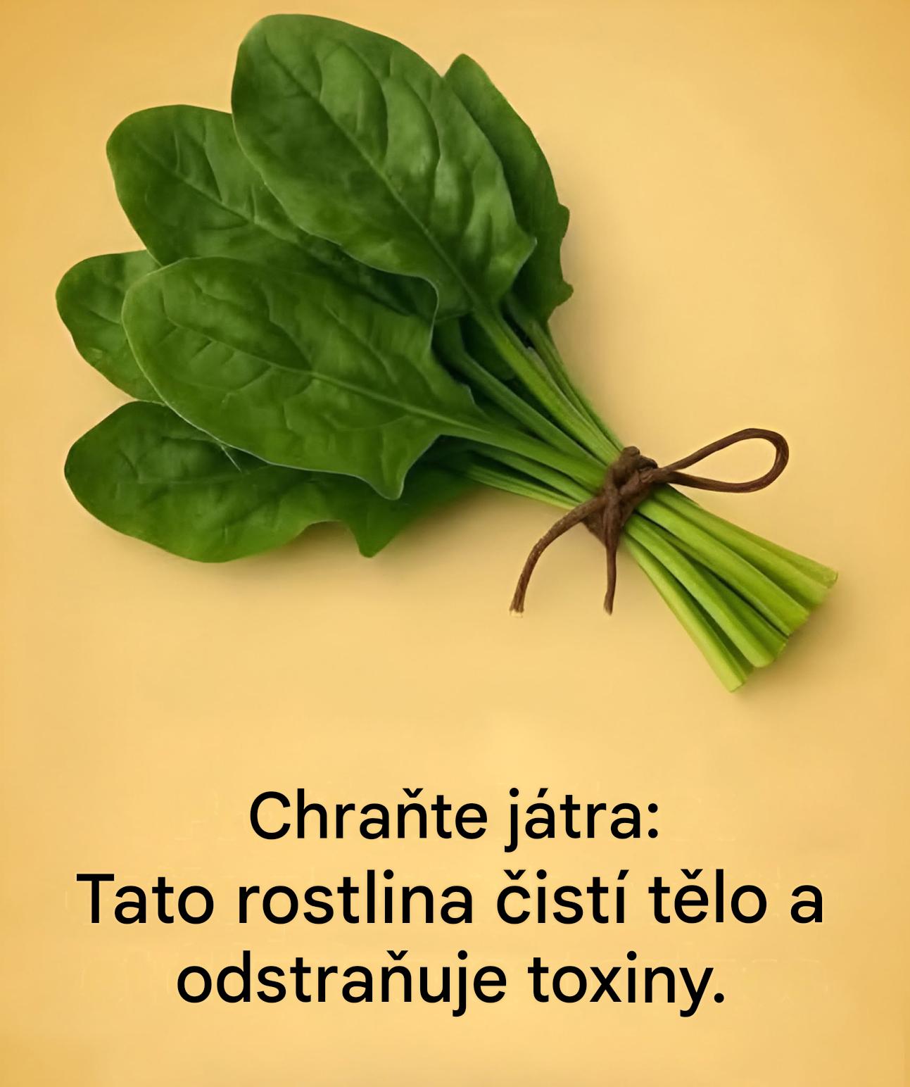 Zapomenutá rostlina pro zklidnění trávení a regeneraci jater