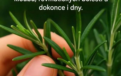 Tato pokojová rostlina s nečekanými výhodami je pokladnicí pohody, kterou byste si měli bezodkladně osvojit.