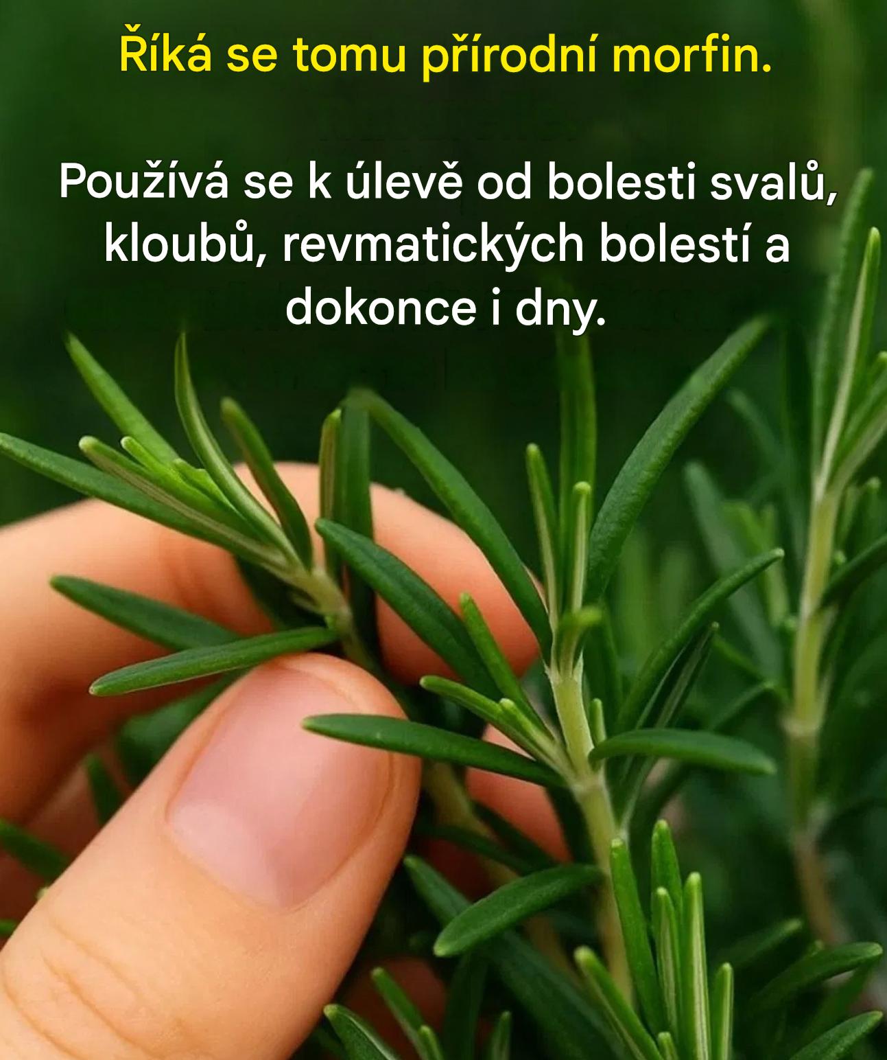 Tato pokojová rostlina s nečekanými výhodami je pokladnicí pohody, kterou byste si měli bezodkladně osvojit.