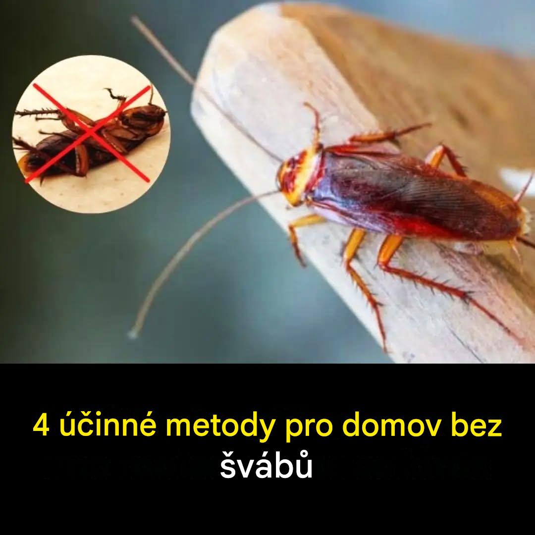 4 100% přírodní metody, jak se doma zbavit švábů