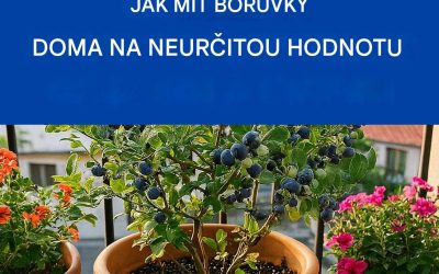 Pěstujte si borůvky bez námahy: tipy pro bohatou úrodu doma