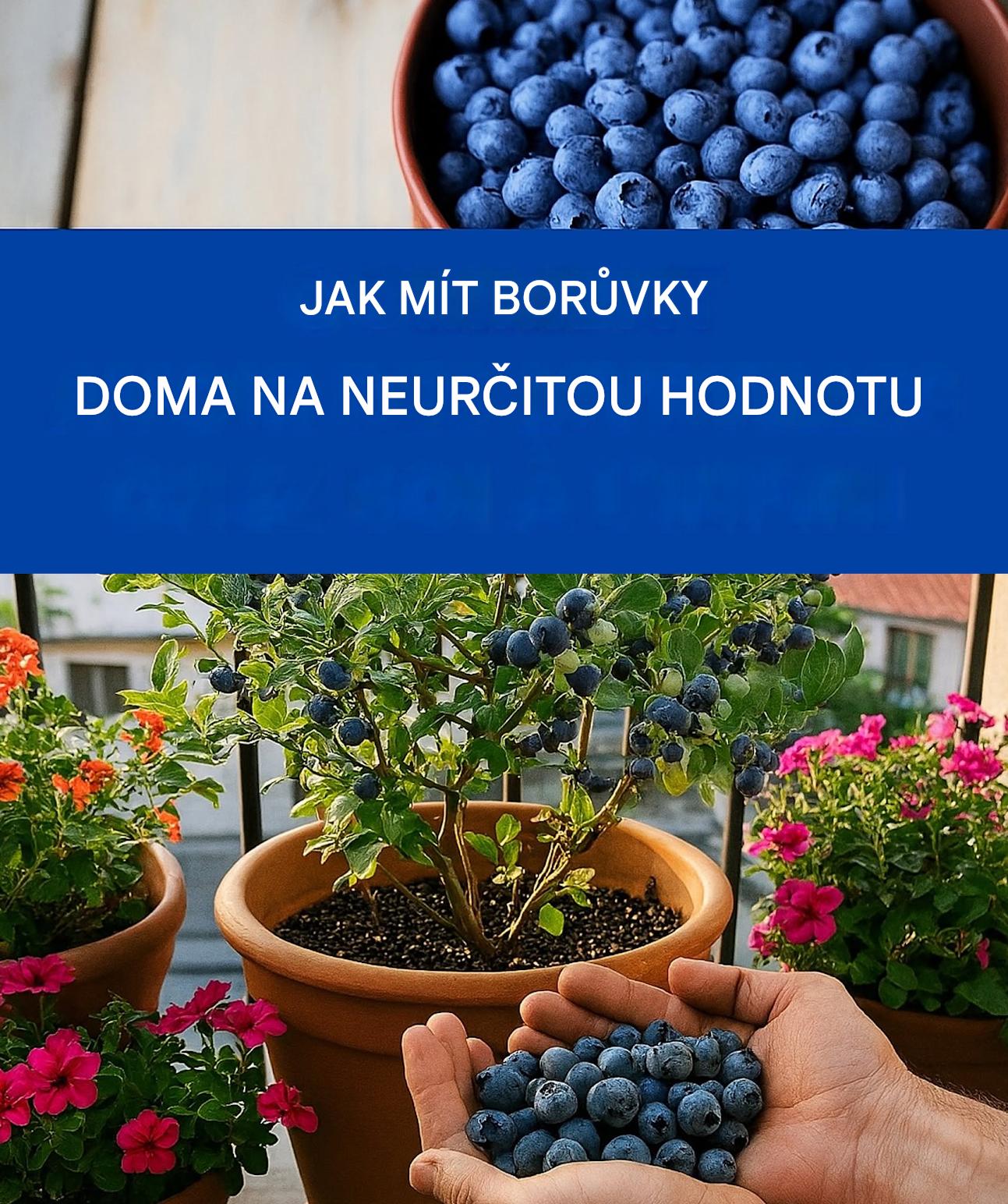 Pěstujte si borůvky bez námahy: tipy pro bohatou úrodu doma