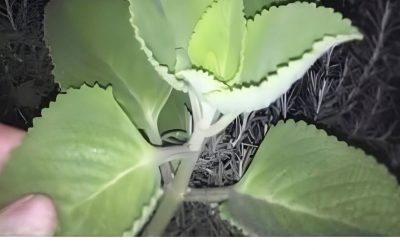 Oregano: neobjevený poklad s výjimečnými zdravotními přínosy