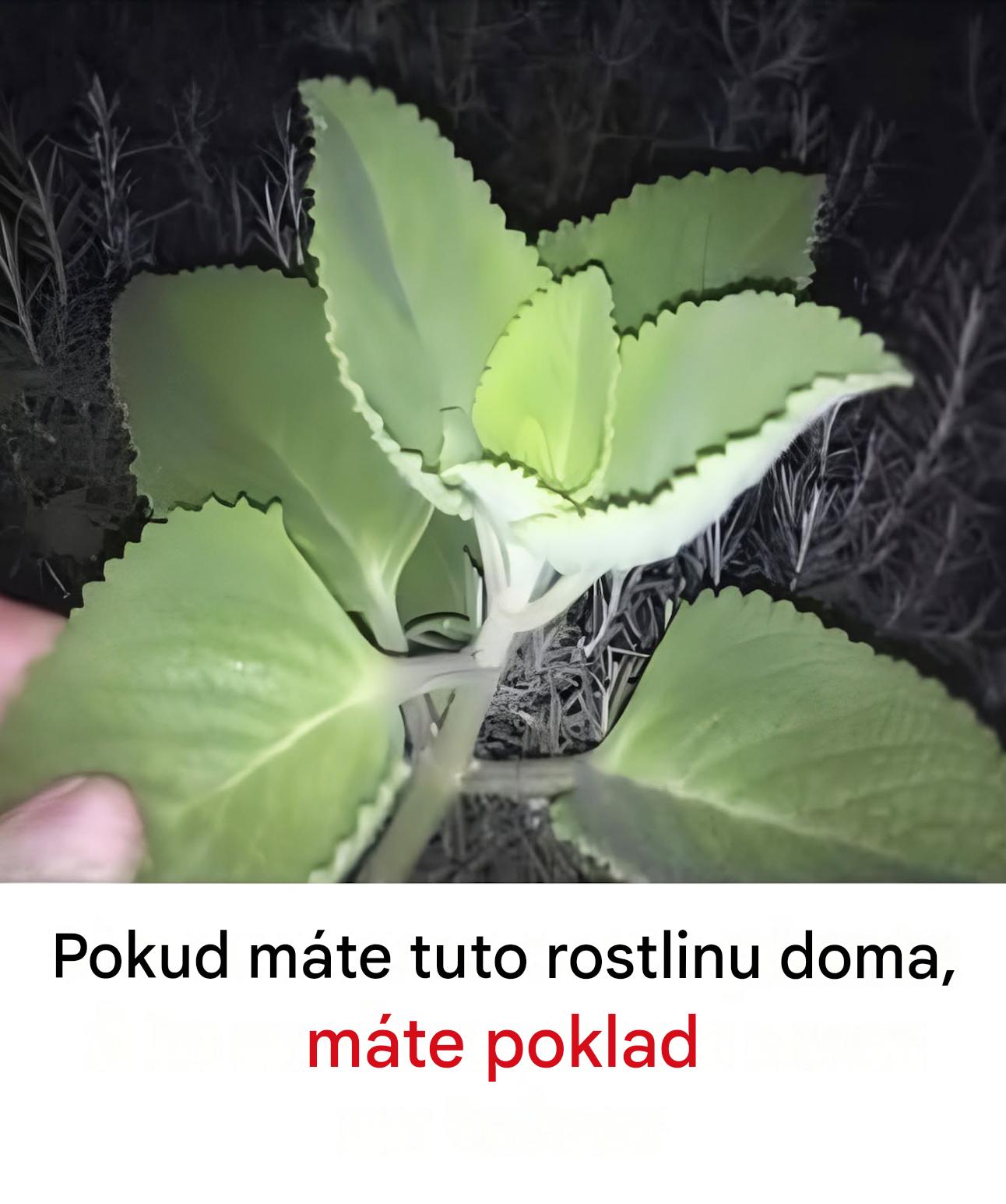 Oregano: neobjevený poklad s výjimečnými zdravotními přínosy