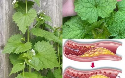 20 nečekaných tajemství česnekové hořčice, této aromatické bylinky s mnoha výhodami