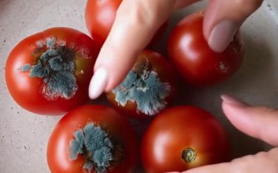 4 unikátní tipy, jak oživit vaše nemocná rajčata