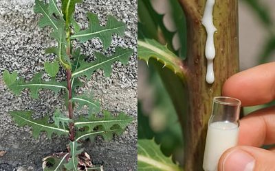 Lactuca serriola: nečekané výhody tohoto starobylého divokého salátu