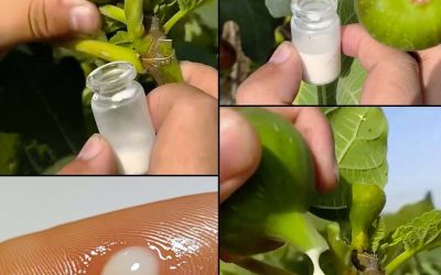 Fíkovníkový latex: metody sklizně a každodenní aplikace
