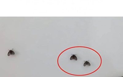 Zbavte se much z kanalizace přírodní cestou: naše tipy pro bezvadnou koupelnu