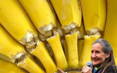 14 málo známých tajemství banánu: Co skrývá oblíbené ovoce Francouzů