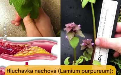 Hluchavka purpurová: Skrytý poklad přírody pro vaši pohodu