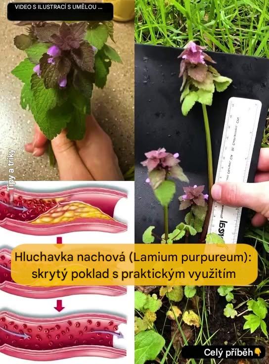 Hluchavka purpurová: Skrytý poklad přírody pro vaši pohodu