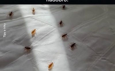 Dejte svému ložnímu prádlu druhý život: šetrný přístup k likvidaci roztočů