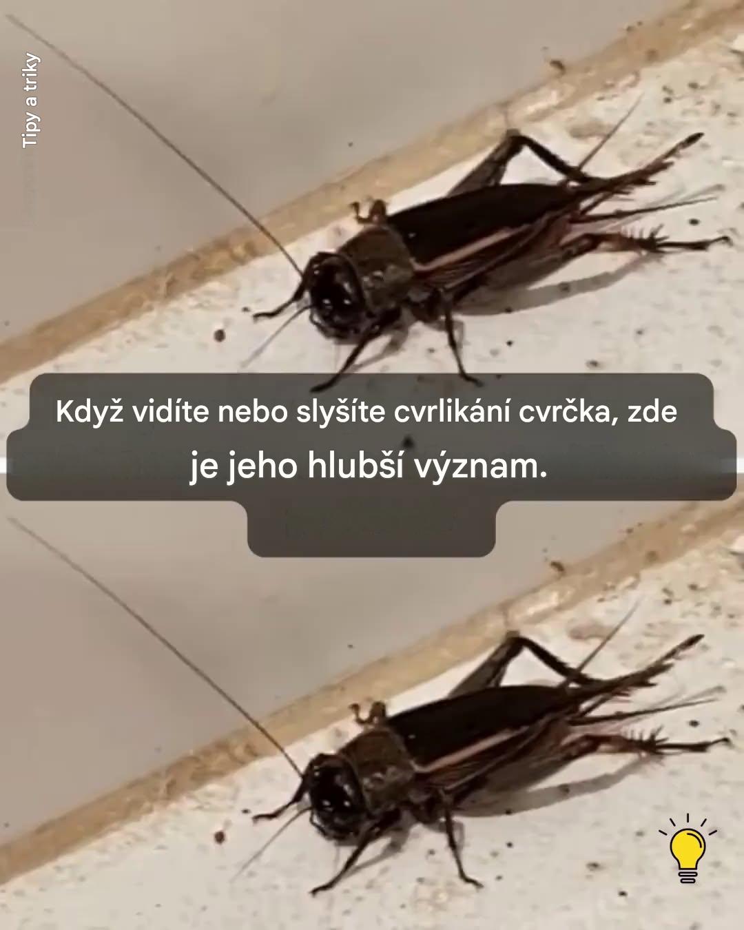 Cvrčci: symbolika a co znamená vidět nebo slyšet je cvrlikat