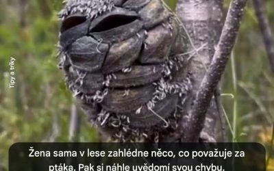 Turistka si myslí, že chytila ​​výjimečného ptáka: to, co ve skutečnosti viděla, je ohromující