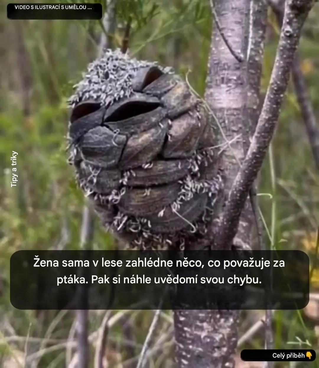 Turistka si myslí, že chytila ​​výjimečného ptáka: to, co ve skutečnosti viděla, je ohromující