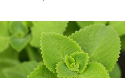 Kouzelný oregano: tajný spojenec vaší kuchyně