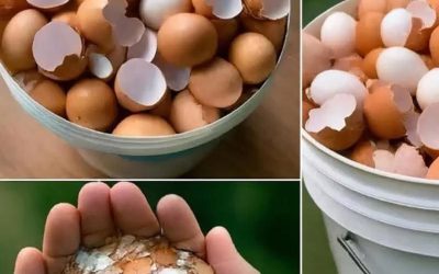 Už nevyhazujte skořápky od vajec: objevte jejich skryté výhody!