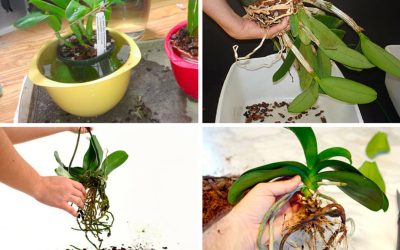 Vodní orchideje: Klidná metoda pro zářivý kvetení