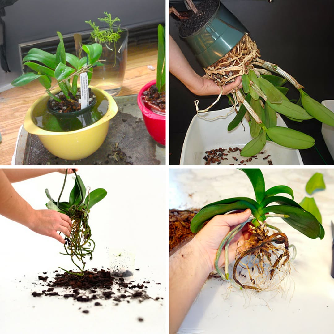 Vodní orchideje: Klidná metoda pro zářivý kvetení