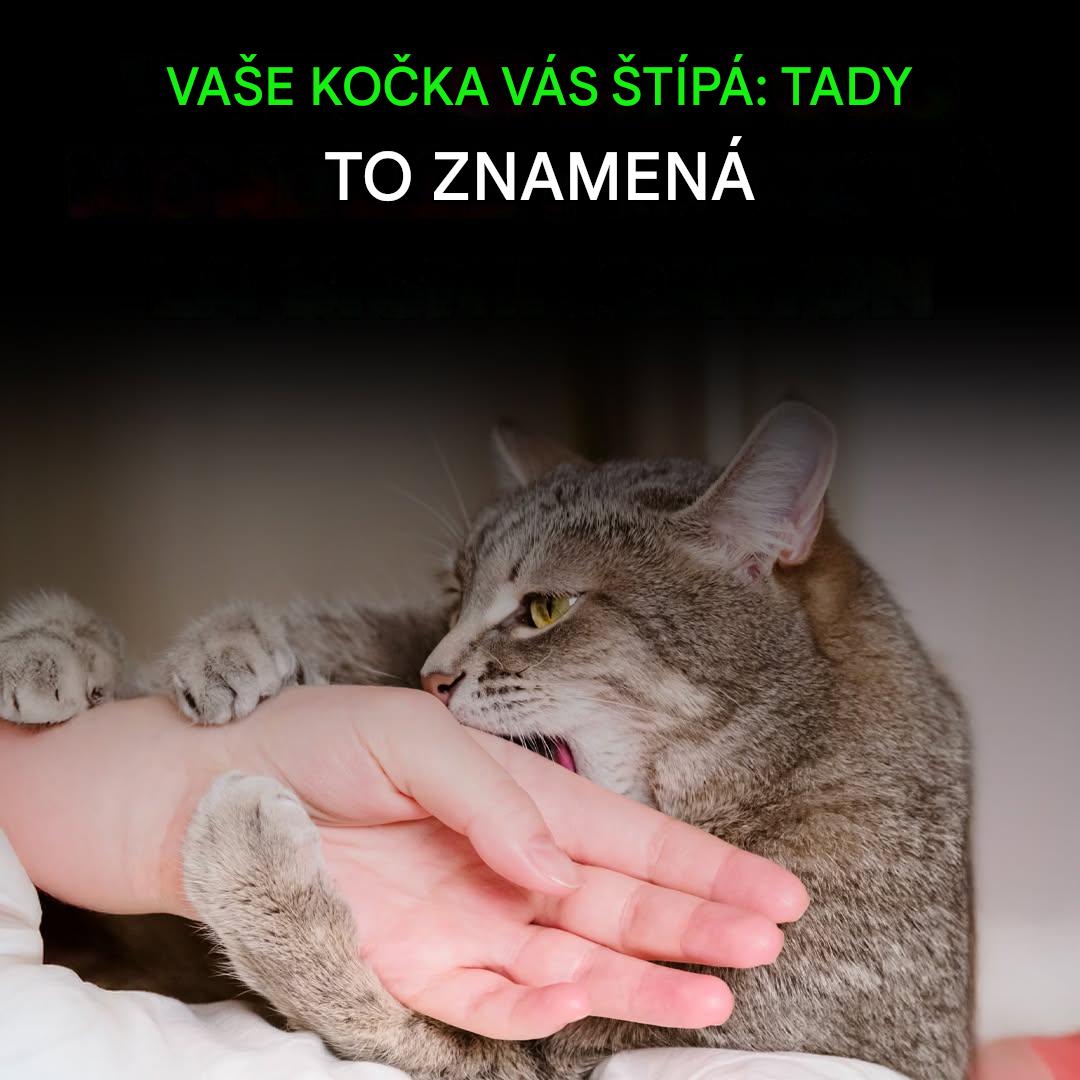 Pochopení kousnutí vaší kočky: jazyk k rozluštění