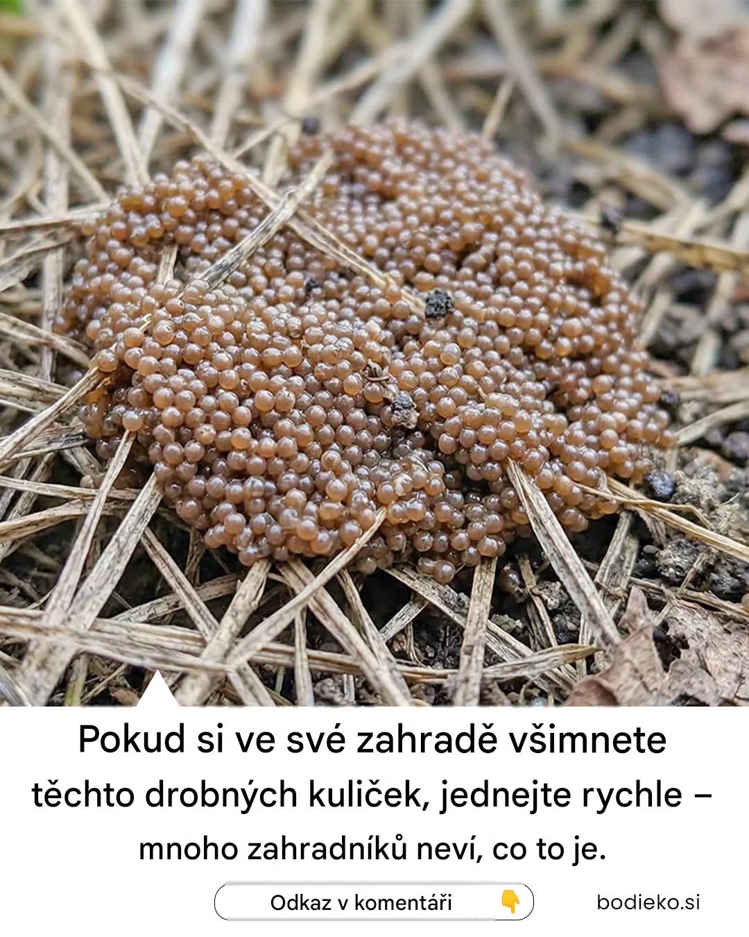 Pokud si ve své zahradě všimnete těchto drobných kuliček, okamžitě zakročte.