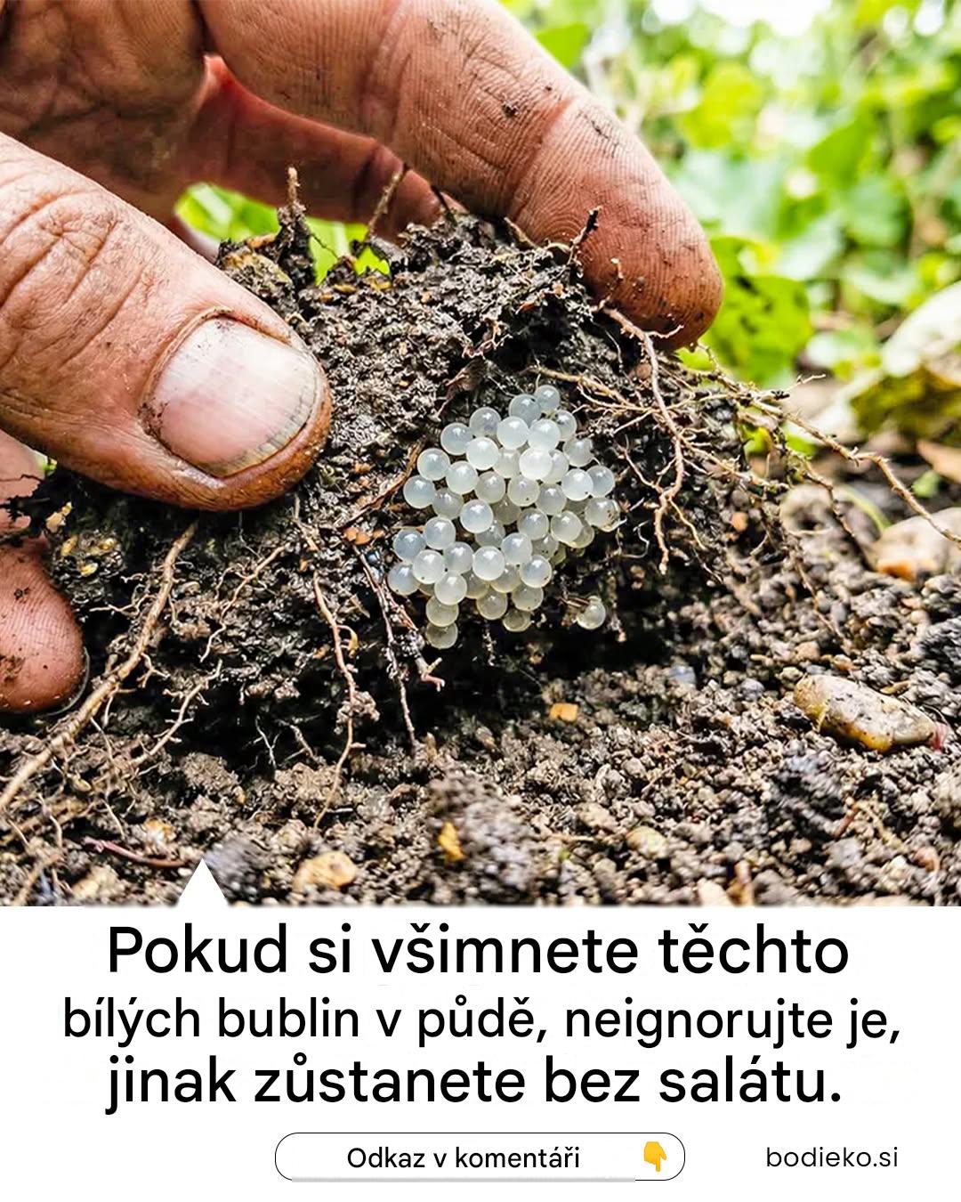 Pokud si všimnete těchto bílých bublin v půdě, neignorujte je