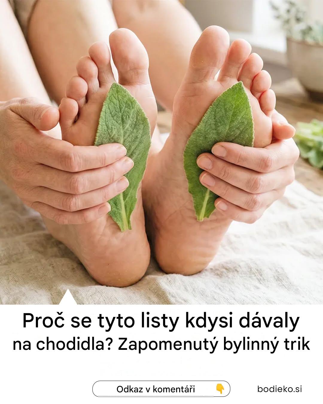 Proč se tyto listy kdysi dávaly na chodidla? Zapomenutý bylinný trik
