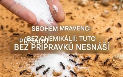 Zbavte se mravenců bez chemie: tuto přírodní složku nenávidí