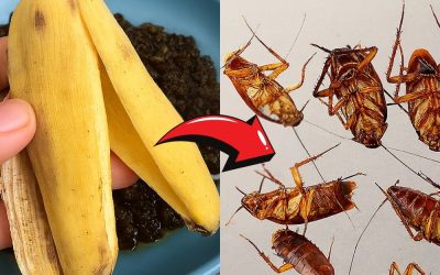Zbavte se švábů přes noc bez použití pesticidů!