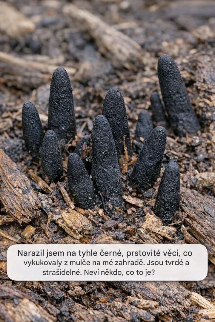 Narazil jsem na tyhle černé, prstovité věci, co vykukovaly z mulče na mé zahradě. Jsou tvrdé a strašidelné. Neví někdo, co to je?
