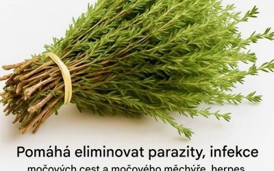 Tymián, tento nenápadný keř, který si vytváří přirozenou ochrannou síť proti virům, parazitům a zánětům
