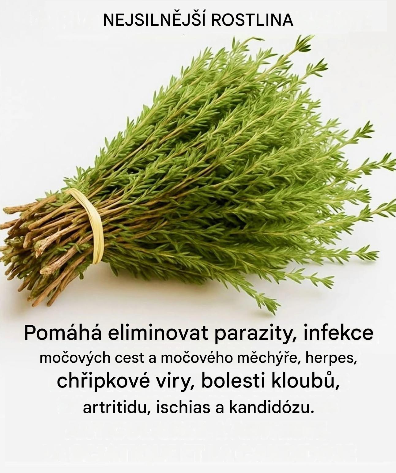 Tymián, tento nenápadný keř, který si vytváří přirozenou ochrannou síť proti virům, parazitům a zánětům