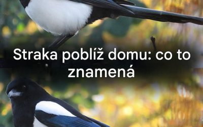 Když se straka pozve do vašeho domu: co se vám snaží říct?