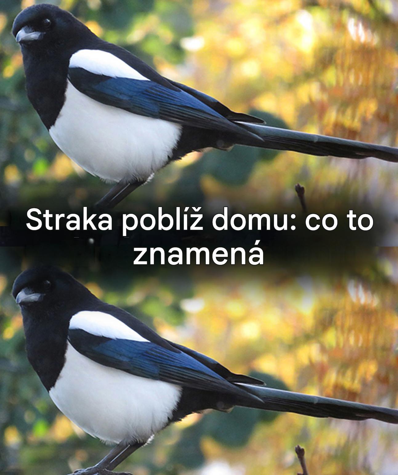 Když se straka pozve do vašeho domu: co se vám snaží říct?