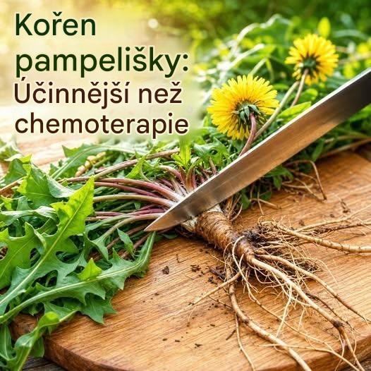 Kořen pampelišky: Starověká rostlina s četnými přírodními výhodami