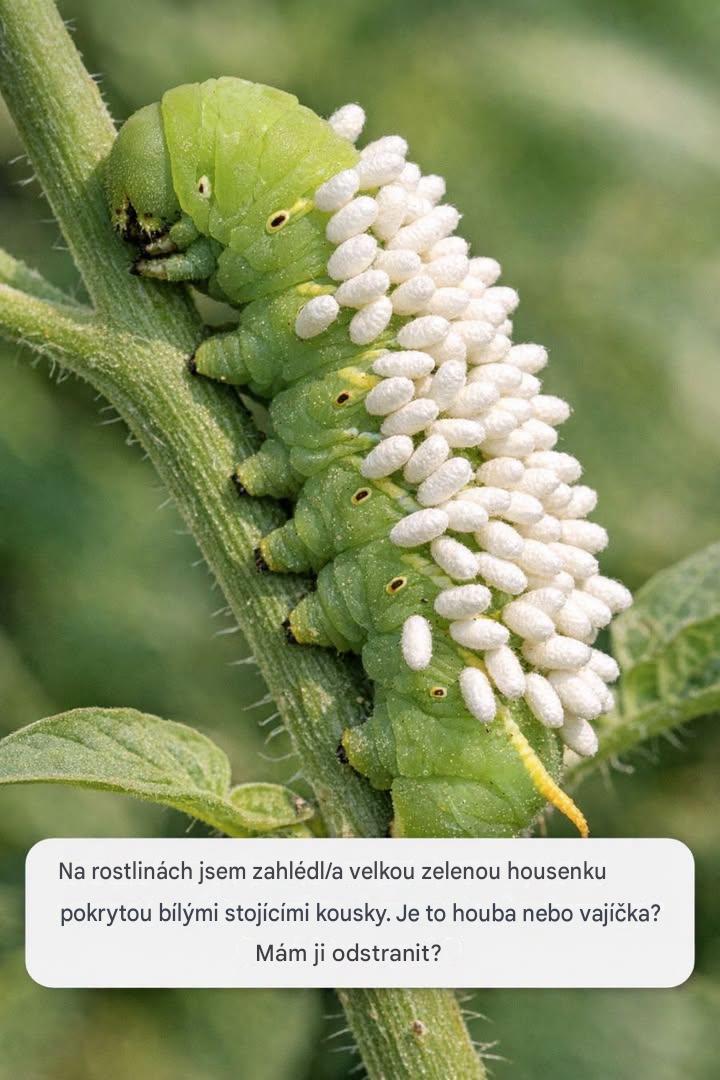 Na rostlinách jsem zahlédl velkou zelenou housenku pokrytou bílými stojícími výhonky. Je to houba nebo vajíčka? Mám ji odstranit?