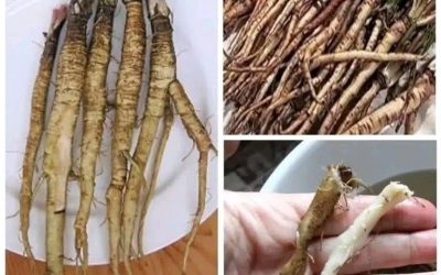 Rostlina, která ničí rakovinné buňky za pouhých 48 hodin! Je 100krát účinnější než chemoterapie…