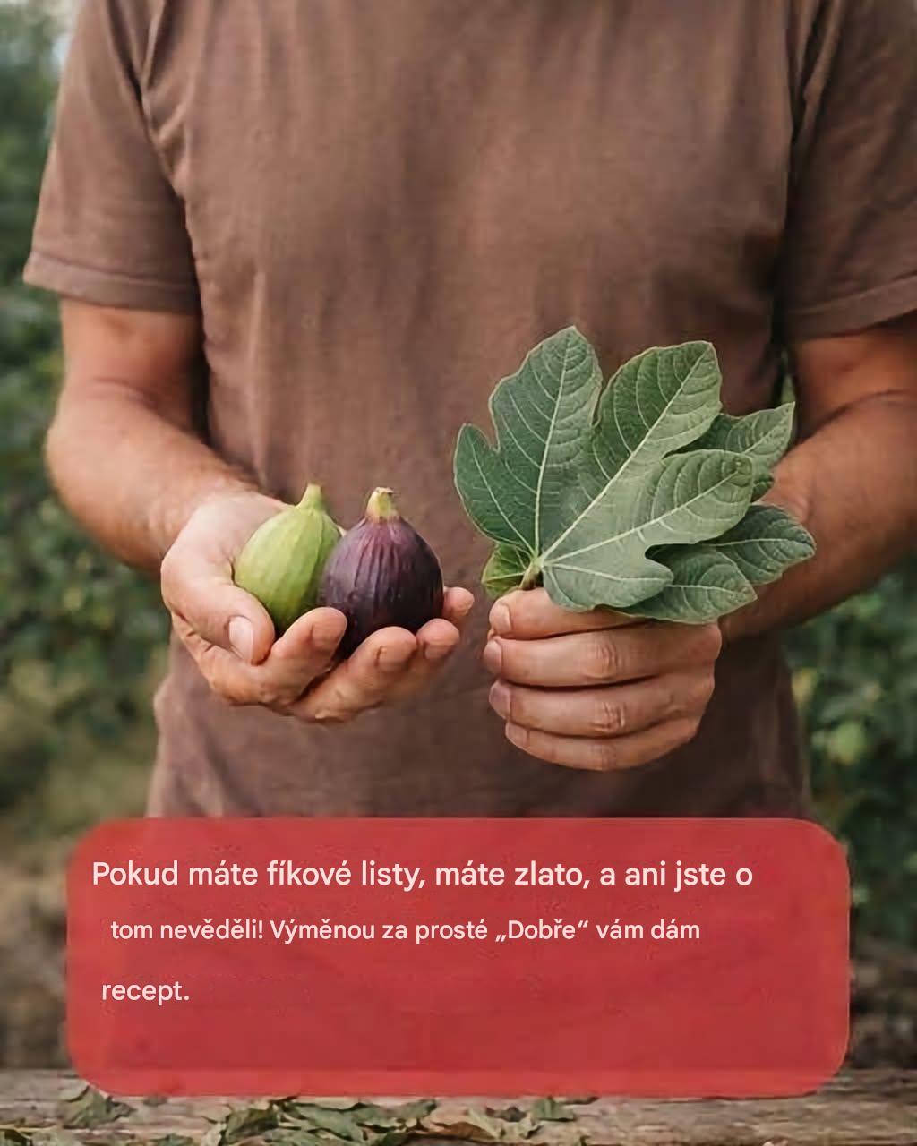 Síla fíkových listů: Skryté výhody těchto listů