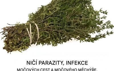 Oregano, toto koření, které skrývá arzenál zdravotních benefitů
