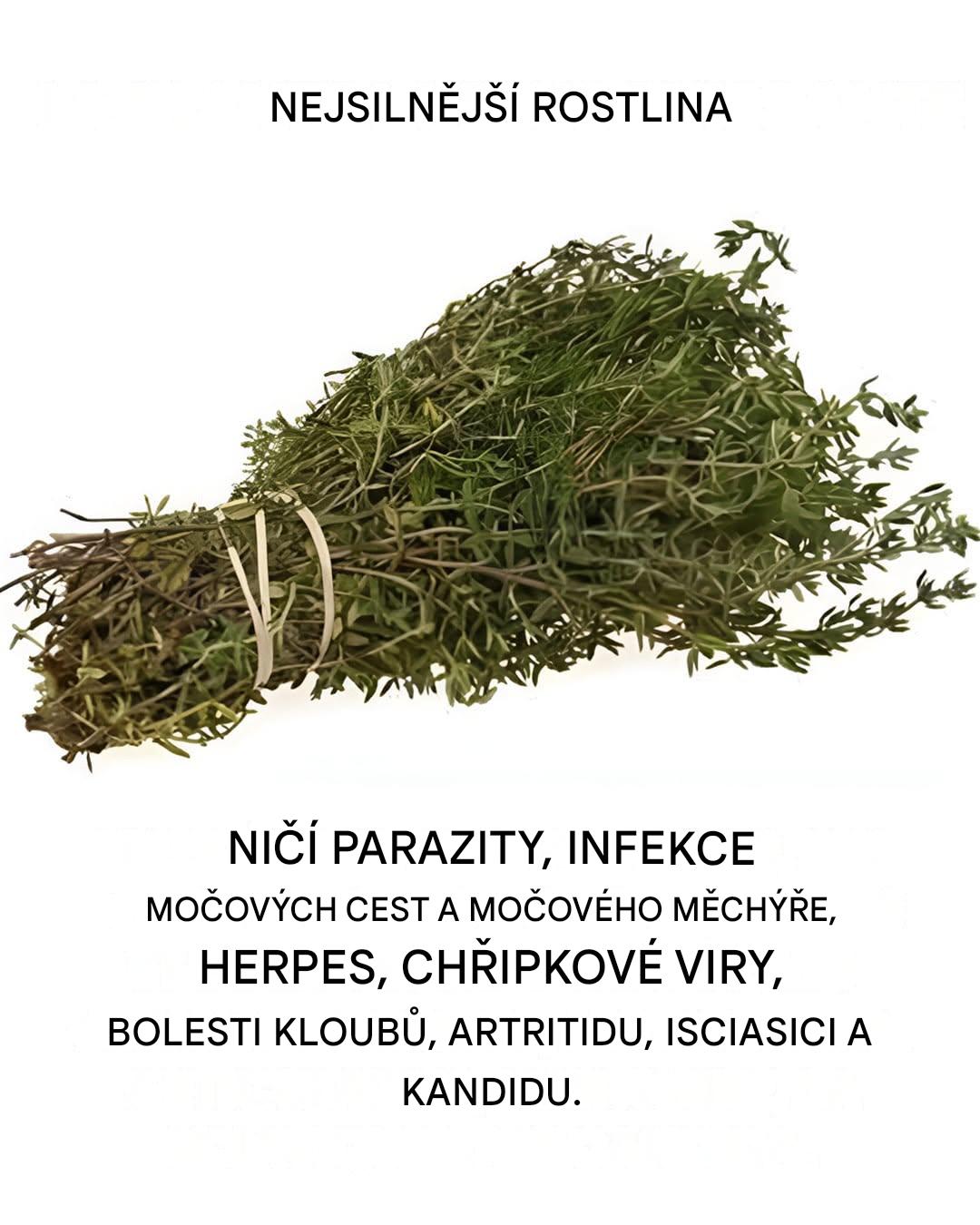 Oregano, toto koření, které skrývá arzenál zdravotních benefitů