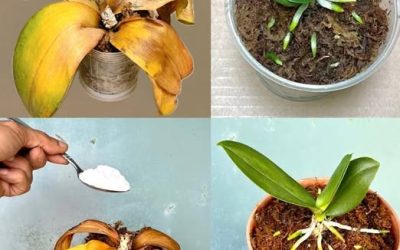 Zvadlá orchidej: nevyhazujte ji, zde je metoda, která ji oživí