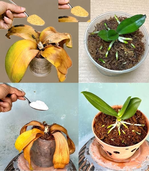 Zvadlá orchidej: nevyhazujte ji, zde je metoda, která ji oživí