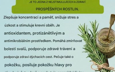 Rozmarýn a jeho zdravotní přínosy