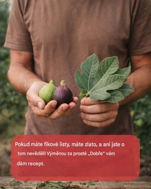 Síla fíkových listů: Skryté výhody těchto listů