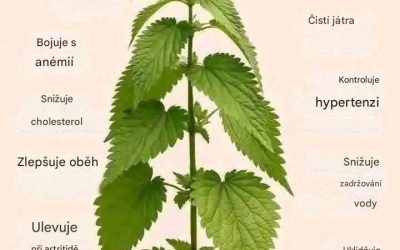 Čisticí a revitalizační recept na bázi kopřiv